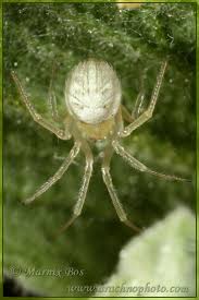 Attēlu rezultāti vaicājumam “Phylloneta sp.”