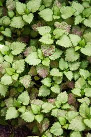 Attēlu rezultāti vaicājumam “Lamium maculatum leaf”