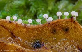 Attēlu rezultāti vaicājumam “Didymium squamulosum”