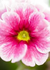 Attēlu rezultāti vaicājumam “Primula”