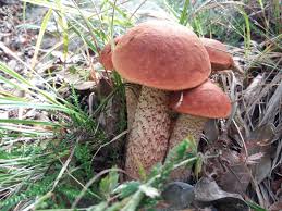 Attēlu rezultāti vaicājumam “Leccinum vulpinum”