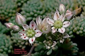 Attēlu rezultāti vaicājumam “Crassulaceae”