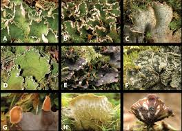 Attēlu rezultāti vaicājumam “Peltigera canina”