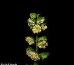 Attēlu rezultāti vaicājumam “Ambrosia artemisiifolia bud”