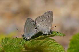 Attēlu rezultāti vaicājumam “Cupido minimus female”