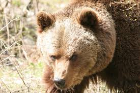 Attēlu rezultāti vaicājumam “Ursus arctos”