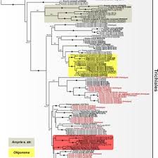 Attēlu rezultāti vaicājumam “Trichia botrytis var. cerifera macro”