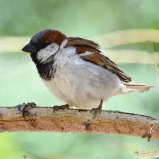 Attēlu rezultāti vaicājumam “Passer domesticus male”