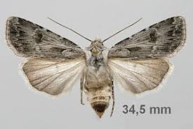 Attēlu rezultāti vaicājumam “Agrotis vestigialis”