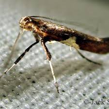 Attēlu rezultāti vaicājumam “Caloptilia stigmatella”