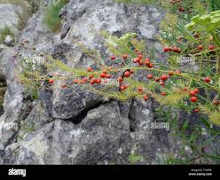Attēlu rezultāti vaicājumam “Asparagus officinalis fruit”