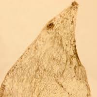 Attēlu rezultāti vaicājumam “Plagiothecium latebricola”