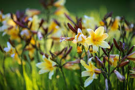 Attēlu rezultāti vaicājumam “Hemerocallis lilioasphodelus”