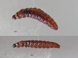 Attēlu rezultāti vaicājumam “Notocelia cynosbatella”