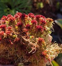 Attēlu rezultāti vaicājumam “Sphagnum rubellum”