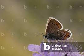Attēlu rezultāti vaicājumam “Plebejus argus”