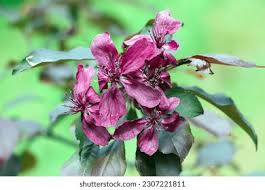 Attēlu rezultāti vaicājumam “Malus purpurea flower”