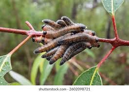 Attēlu rezultāti vaicājumam “Pristiphora maesta larva”