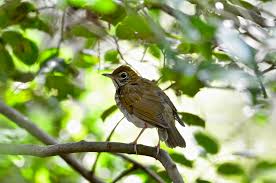 Image result for Hylocichla mustelina