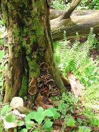 Attēlu rezultāti vaicājumam “Peziza repanda”