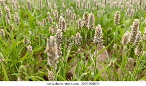 Attēlu rezultāti vaicājumam “Parasemia plantaginis male”