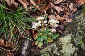 Attēlu rezultāti vaicājumam “Saxifragaceae”