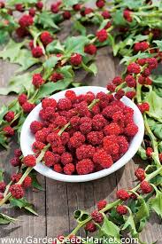 Image result for chenopodium foliosum