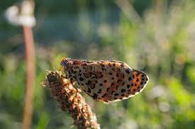 Attēlu rezultāti vaicājumam “Melitaea didyma male”