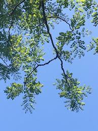 Attēlu rezultāti vaicājumam “Gymnocladus dioicus”