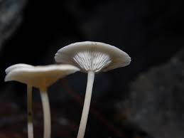 Attēlu rezultāti vaicājumam “Reticularia jurana”