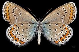 Attēlu rezultāti vaicājumam “Plebejus argyrognomon”