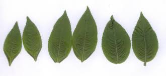 Attēlu rezultāti vaicājumam “Mercurialis perennis leaf”