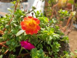 Attēlu rezultāti vaicājumam “Portulacaceae”
