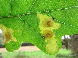 Attēlu rezultāti vaicājumam “Tischeria ekebladella”