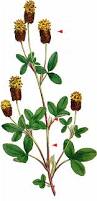 Attēlu rezultāti vaicājumam “Trifolium spadiceum flower”
