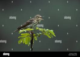 Attēlu rezultāti vaicājumam “Anthus trivialis adult”