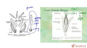 Attēlu rezultāti vaicājumam “Zea mays female flower”