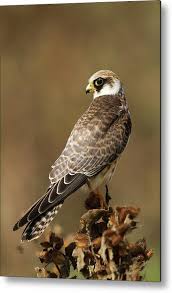 Image result for Falco vespertinus