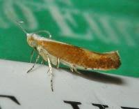Attēlu rezultāti vaicājumam “Argyresthia albistria”