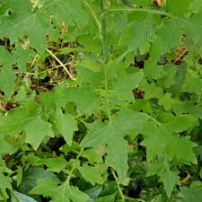 Attēlu rezultāti vaicājumam “Mycelis muralis leaf”