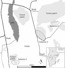 Attēlu rezultāti vaicājumam “Osmoderma barnabita imago”