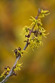 Attēlu rezultāti vaicājumam “Hamamelis virginiana flower”
