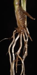 Attēlu rezultāti vaicājumam “Stemonitopsis aequalis (var. aequalis)”