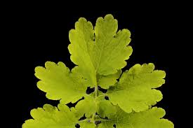 Attēlu rezultāti vaicājumam “Chelidonium majus leaf”