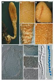 Attēlu rezultāti vaicājumam “Podostroma leucopus”