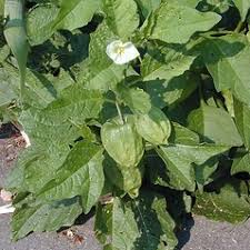 Attēlu rezultāti vaicājumam “Physalis alkekengi”