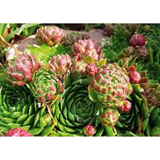 Image result for echtes Hauswurz