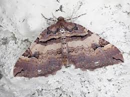 Attēlu rezultāti vaicājumam “Earophila badiata”