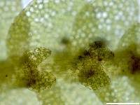 Attēlu rezultāti vaicājumam “Calypogeia azurea”