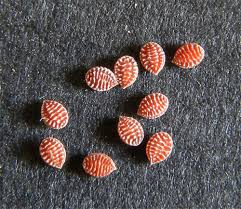 Attēlu rezultāti vaicājumam “Oxalis acetosella fruit”